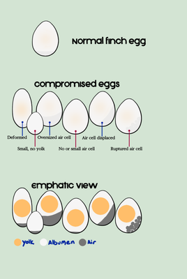 eggS1.png