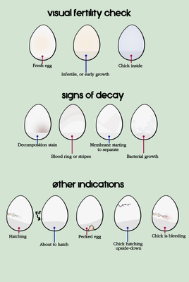 eggS2.png