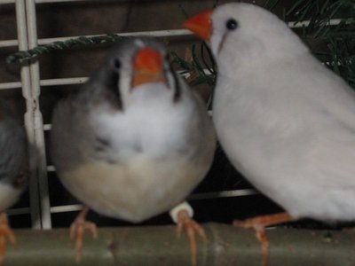 pied hen 003.jpg