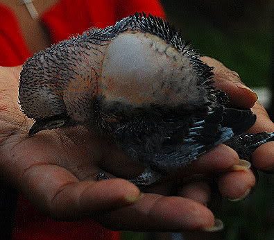 Ruptured air sac in purple martin nestling