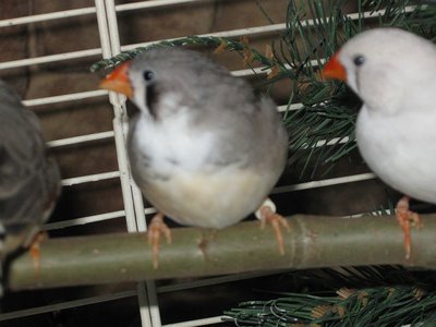 pied hen 001.jpg
