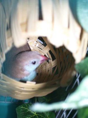 Female RCCB in the nestbox