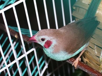 Male RCCB