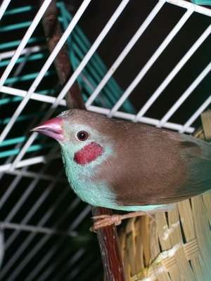 Another shot of the male.