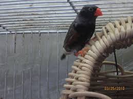 3B zebra Finches.jpg