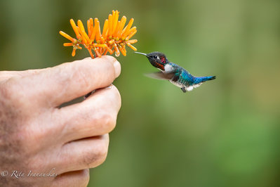 tiny bird.jpg