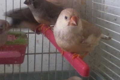 and finaly i got my own hatched fawn BlackBreast split for OB