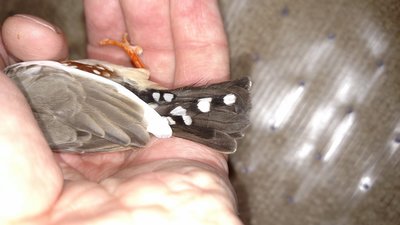 Male's tail