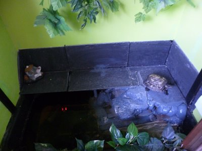 terrapins