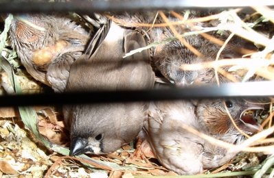The fully feathered chick isn't theirs. They have done a great job of fostering him/her! Note the orange cheeks on the other chicks.