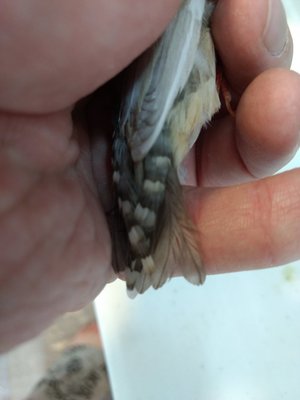 Daughter 2 tail