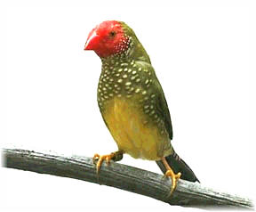 wild type