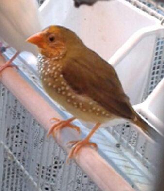 Young male.