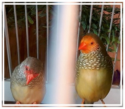 Orange male and Red female adults.