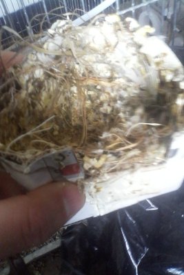 Old nest