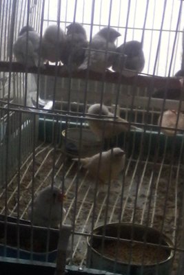 Fawn cheek and grey chick may be /bb