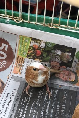 This is the male