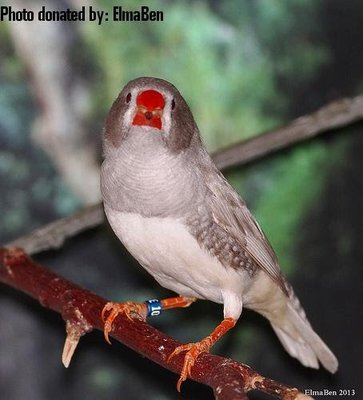 silfi.jpg