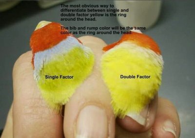 Single & double factor gouldians.jpg