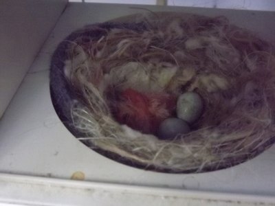 Hatching eggs 2.JPG