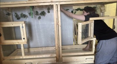 The Aviary. I made a place where I can separate it isn’t two cages if I need too. To clean or if I have naughty birds haha! <br />6,9 ft long, 24 in deep and 3.6 for tall!