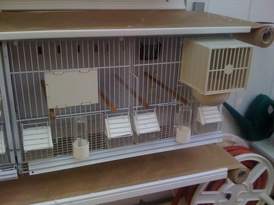 selective breeding cage 1.JPG