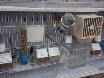 Selective Breeding Cage2.jpg