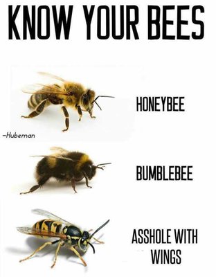 bees.jpg