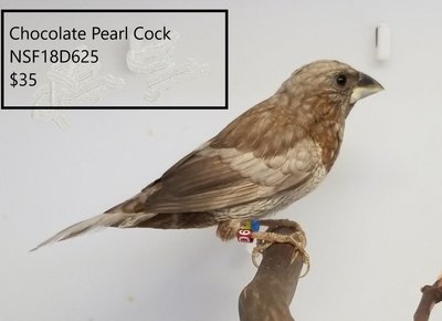 Chocolate Pearl Cock.jpg