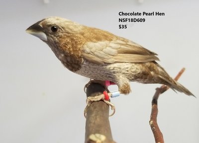 Chocolate Pearl Hen NSF18D609.jpg