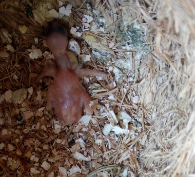 society finch*spicy finch baby, day 3