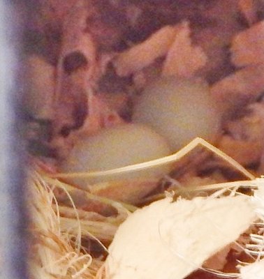 Eggs #1 and #3!