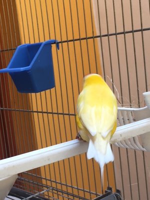 male (2).JPG