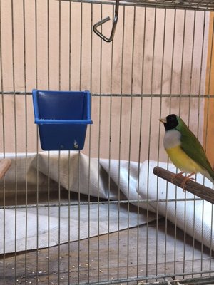 pair 2 female.JPG