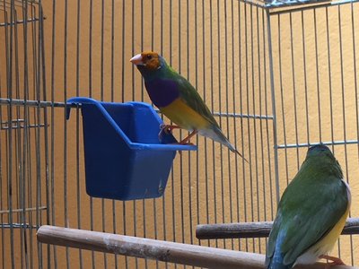 pair 2 male (2).JPG