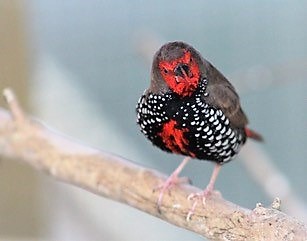 Fearsome firetail (2).jpg