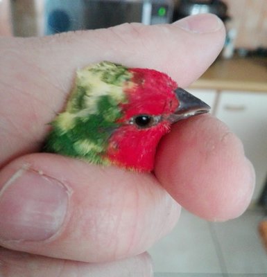 bird in the hand.jpg