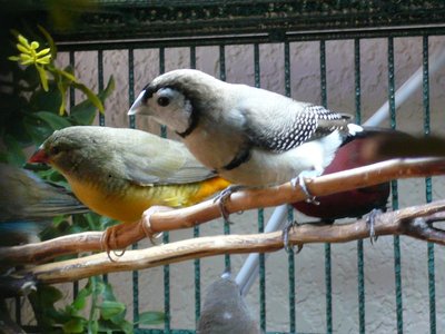 Birthday birds.jpg
