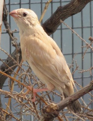 This a the Fawn mutation of the cherryfinch