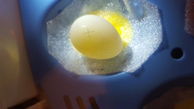 There are some weird lines inside the egg!