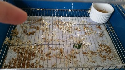 This is the older droppings which were all white