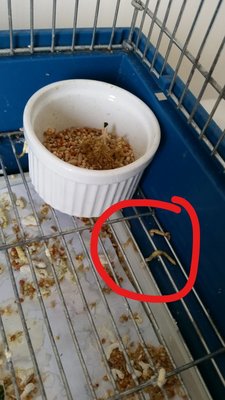 New droppings to the right side of the food dish