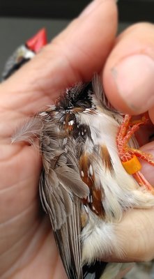 Male with black cheeks and bi coloured flanks.