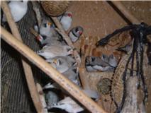 The BC aviary