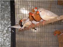 the OB aviary