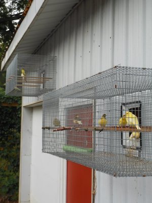 2019 07-14 east facing outside cages.JPG