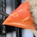 Cracked beak?