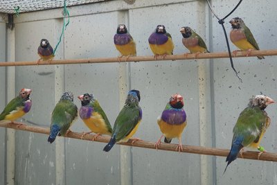 Feather follicle in gouldian