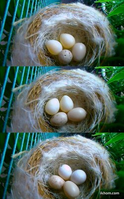 Eggs after different time of incubation.