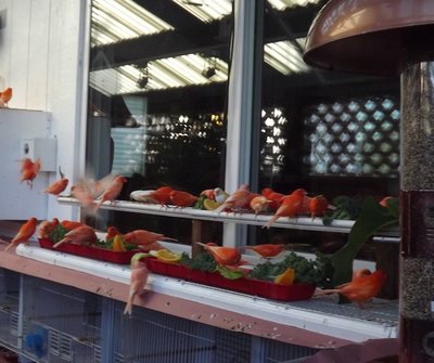 5' long Treat Tray and 2 Veggie Trays.jpg